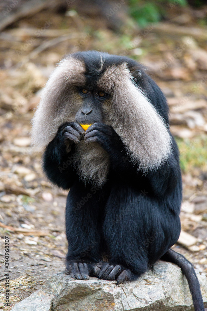 Fototapeta premium Macaca silenus