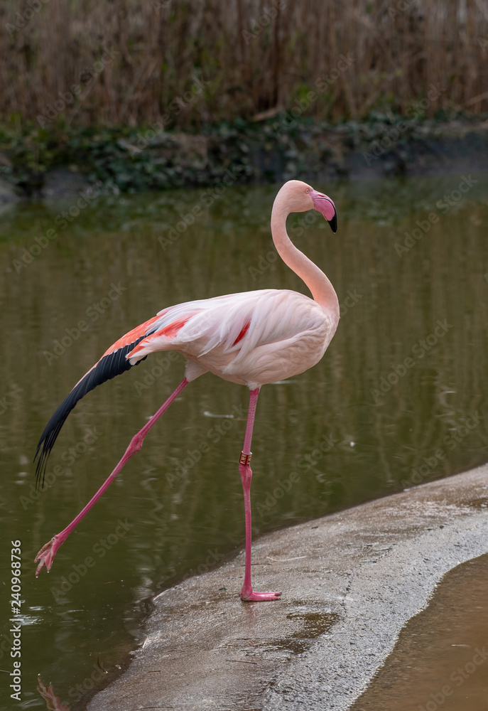 Greater flamingo (Phoenicopterus roseus ) shot at lake Kerkini in Greece Greater flamingo (Phoenicopterus roseus ) shot at lake Kerkini in Greece