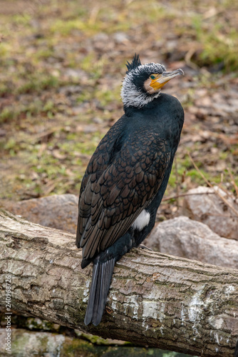 Close up of Great cormorant (Phalacrocorax carbo) Wildlife photo
