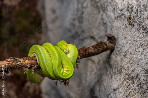 A green tree python (Morelia viridis) sleeps on a tree branch photo