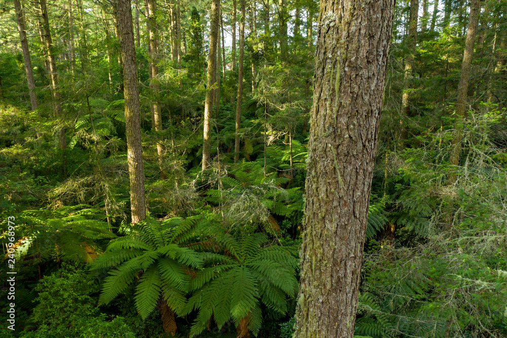 Redwood tree trunks at sunset, Rotorua, New Zealand Redwood tree trunks at sunset, Rotorua, New Zealand