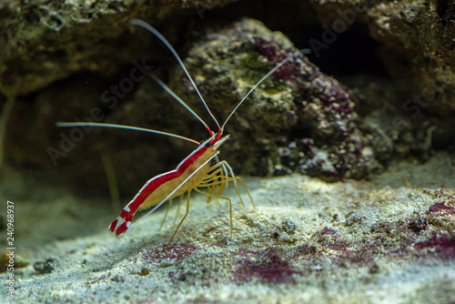 Lysmata amboinensis cleaner shrimp in marine aquarium