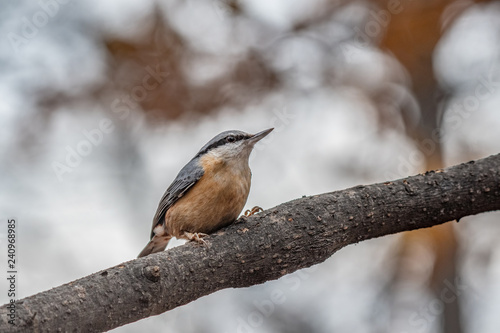 Close up picture of European nuthatch (Sitta europaea)