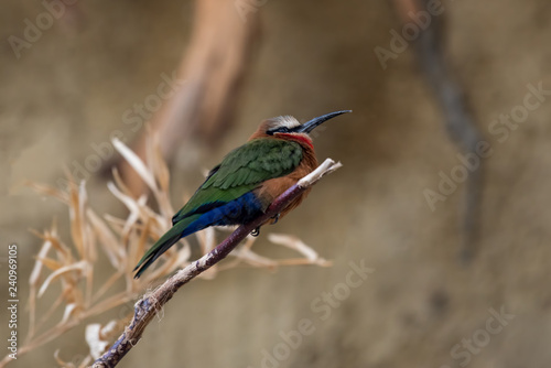 White Fronted Bee-eater (Merops bullockoides) sitting on a branch