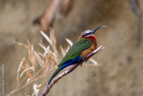 White Fronted Bee-eater (Merops bullockoides) sitting on a branch © popovj2