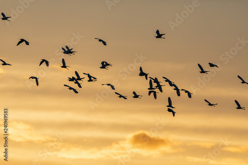 A flock of seabirds flying in the sunrise in Everglades National Park in FlorIda, U.S.