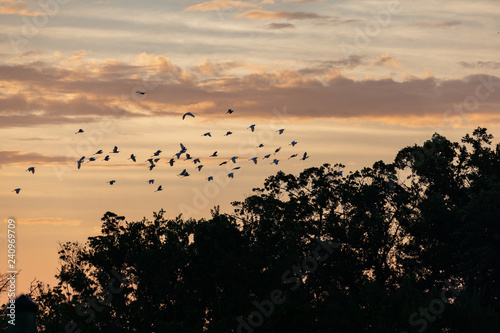 A flock of seabirds flying in the sunrise in Everglades National Park in FlorIda, U.S.