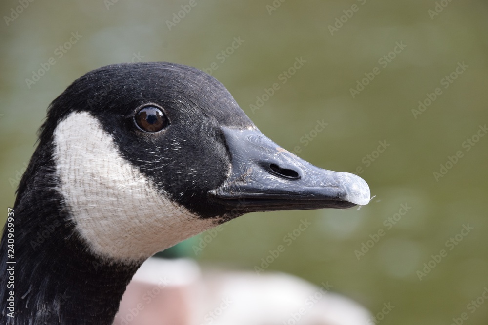 Canadian goose Canadian goose