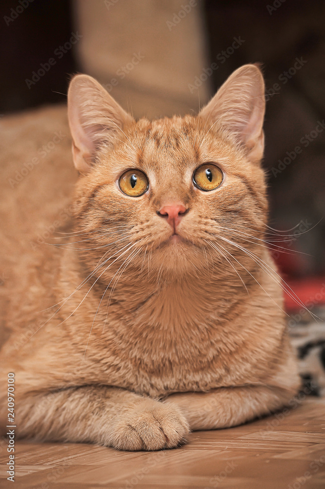 portrait of a beautiful red cat with an expressive look