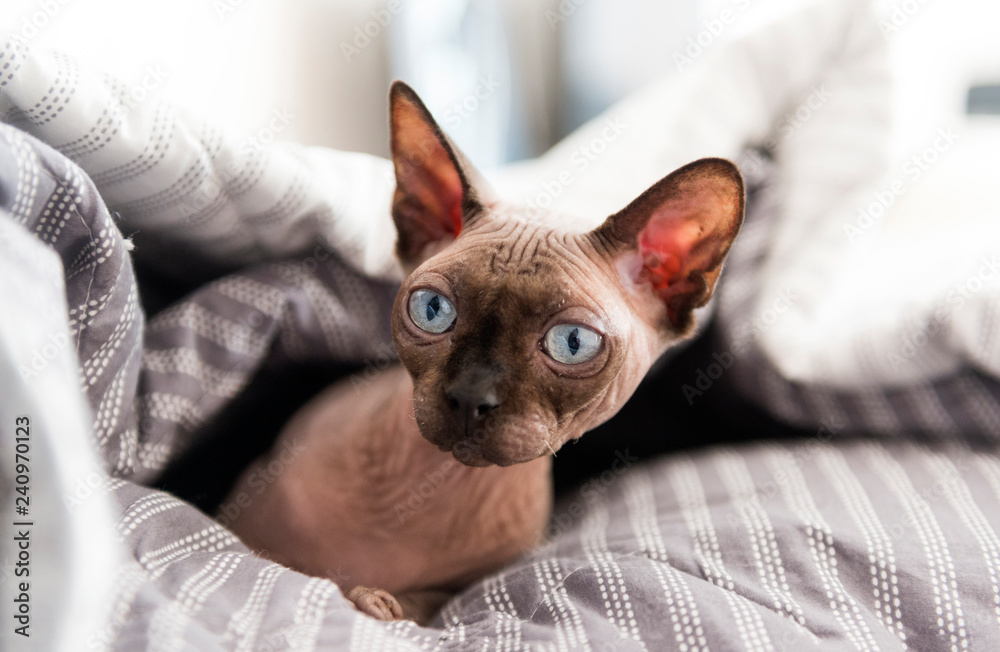 bald cat with blue eyes lies under a gray blanket and looks to the side,  canadian Sphynx,