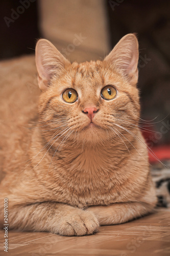portrait of a beautiful red cat with an expressive look