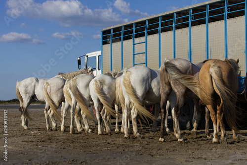 View on horses back, preparing animals for transportation by track © jnsepeliova