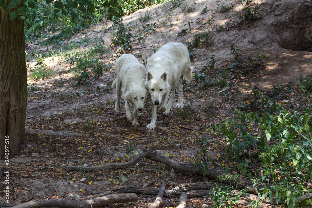 Pair of white wolves (Canis lupus arctos) walking in forest together. Pair of white wolves (Canis lupus arctos) walking in forest together.