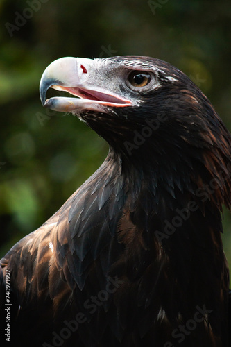 Wedge-tailed eagle Australian portrait 