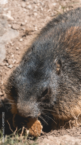 Smartphone HD wallpaper of portait of a cute groundhog