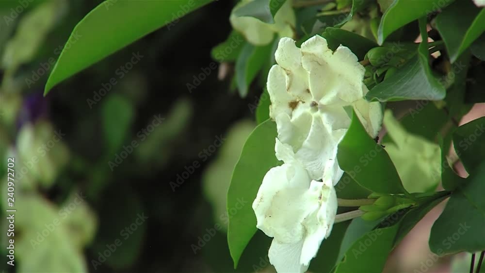 Wild White Flowers. Close-Up. Wild White Flowers. Close-Up.