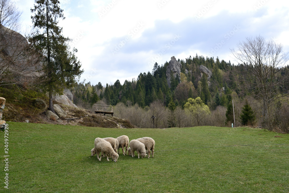 sheep in a meadow in the mountains sheep in a meadow in the mountains