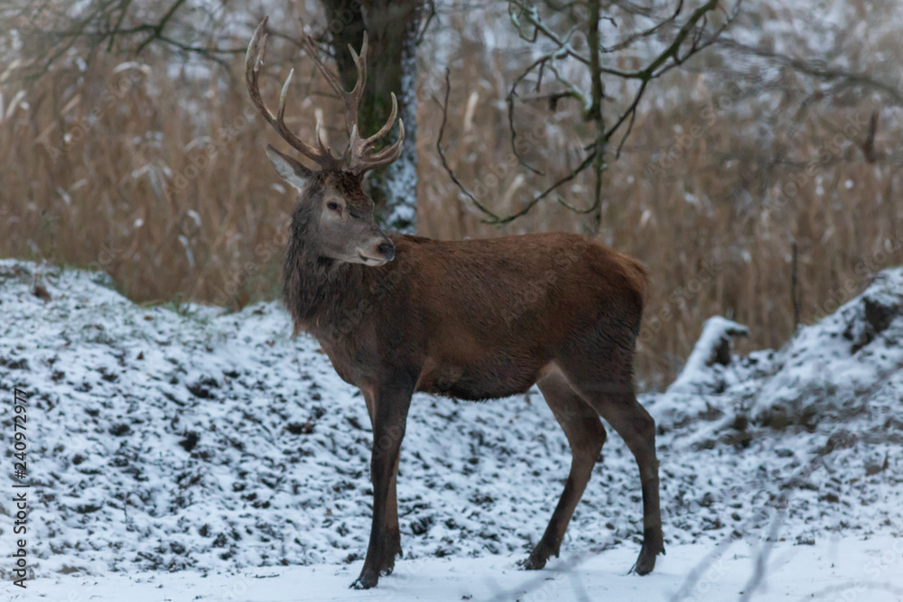 Red Deer Europe