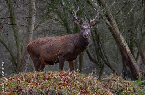 Red Deer Europe