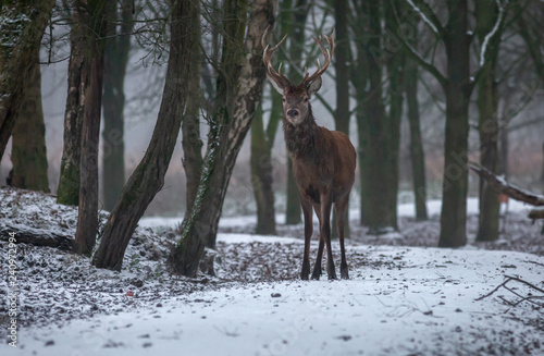 Red Deer Europe © Randy van Domselaar