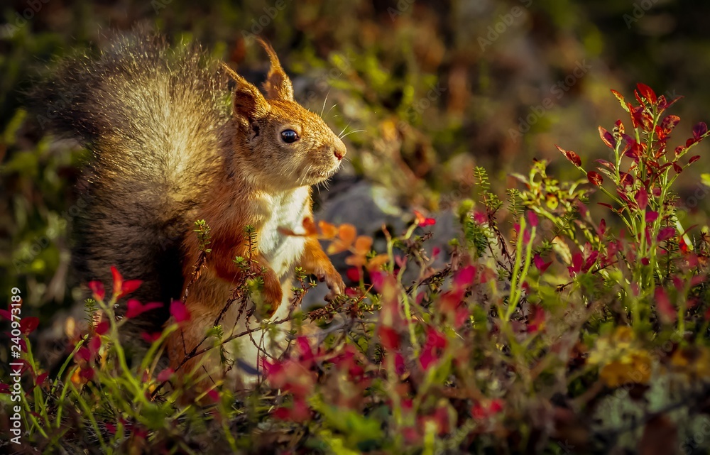 Fototapeta premium North forest