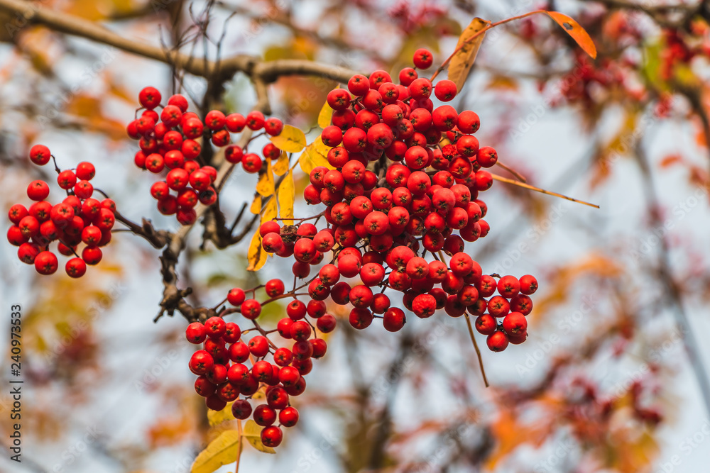 The bunchs of bright red ripe rowan berries with yellow leaves on the blur white background in a park in autumn The bunchs of bright red ripe rowan berries with yellow leaves on the blur white background in a park in autumn