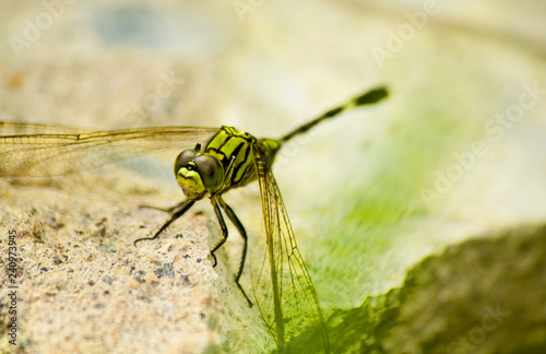 dragonfly on a stone