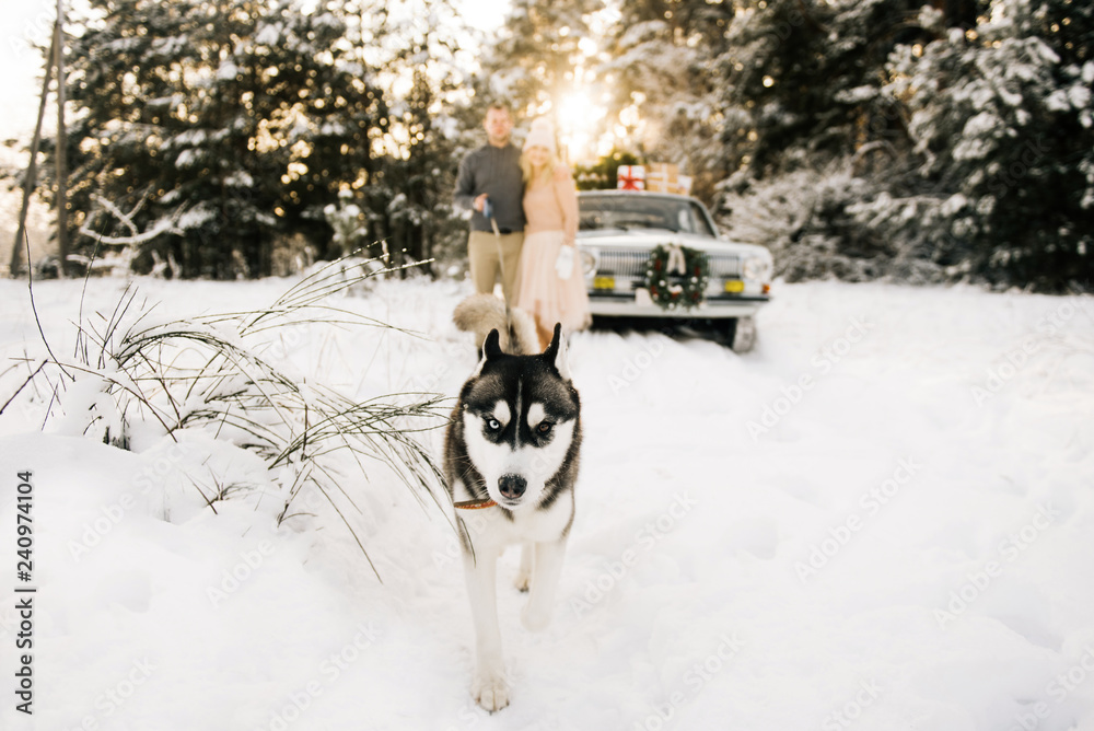 A guy and a girl are preparing for Christmas, walking with a husky dog on a retro car background, a Christmas tree on the roof and presents in a winter snowy forest. Selective focus on the dog A guy and a girl are preparing for Christmas, walking with a husky dog on a retro car background, a Christmas tree on the roof and presents in a winter snowy forest. Selective focus on the dog