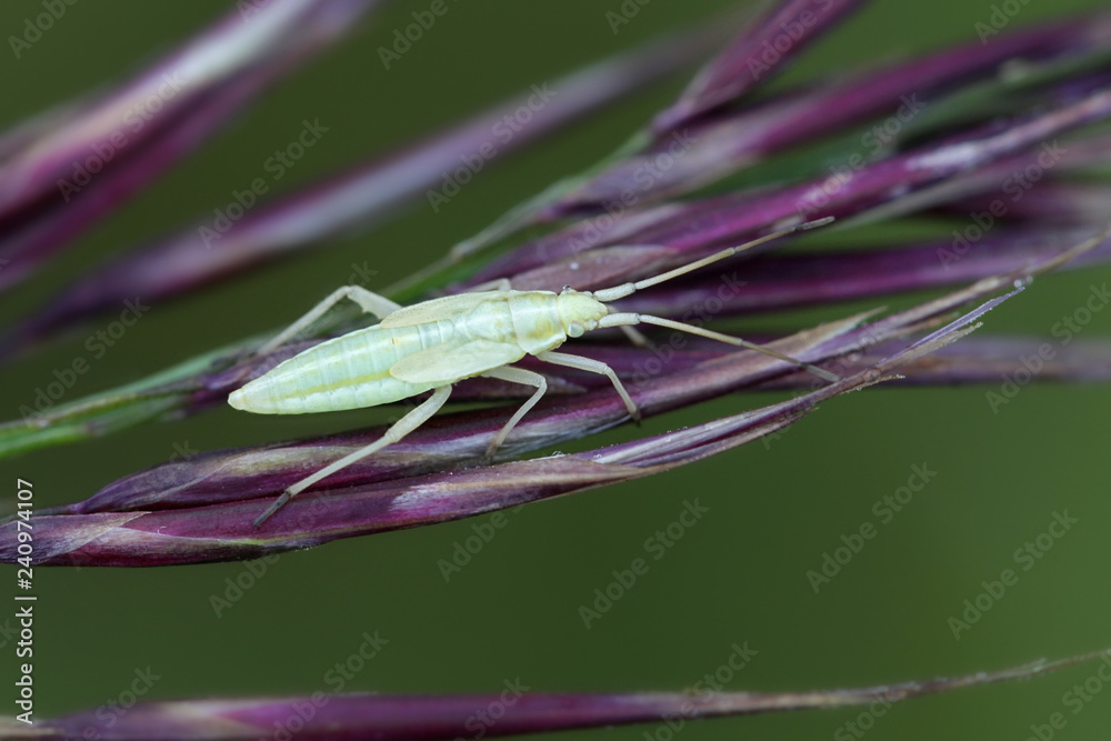 Elongate grass bug nymph, Notostira elongata