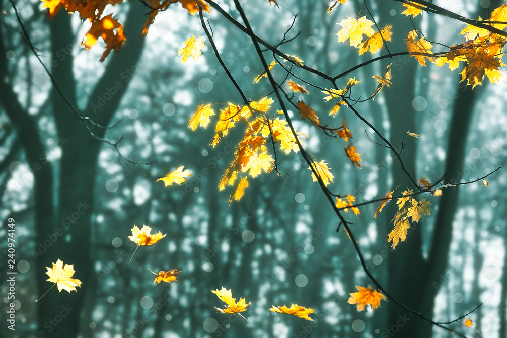 Leaves falling from the maple tree in city park in November, fall season outdoor background Leaves falling from the maple tree in city park in November, fall season outdoor background