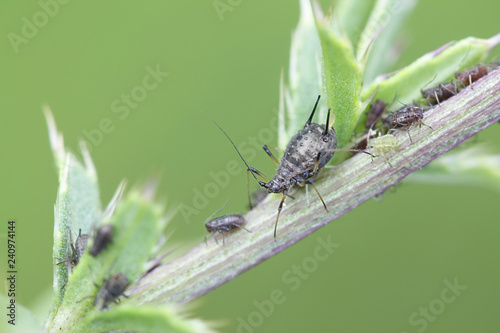 Aphids sucking and feeding on creeping thistle