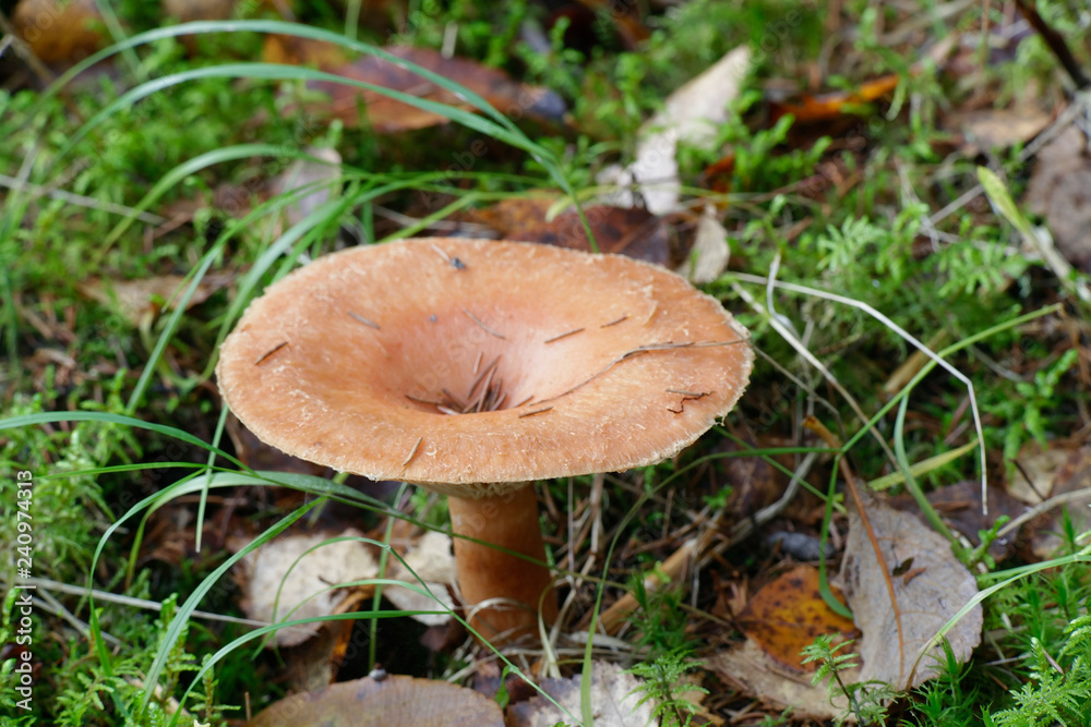 Lactarius helvus, commonly known as fenugreek milkcap Lactarius helvus, commonly known as fenugreek milkcap