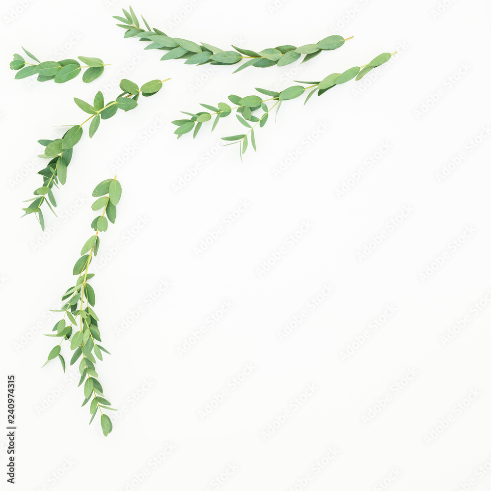 Floral composition made of eucalyptus branches isolated on white background. Flat lay, top view Floral composition made of eucalyptus branches isolated on white background. Flat lay, top view