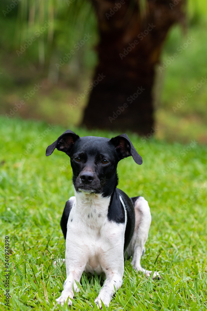 dog on grass