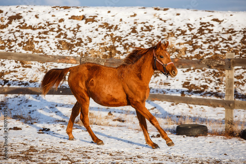 winter red horse running under snow on a sunny day