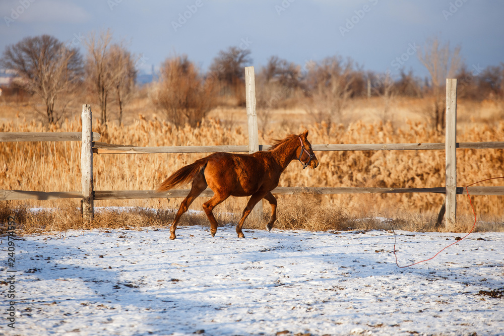 winter red horse running under snow on a sunny day winter red horse running under snow on a sunny day