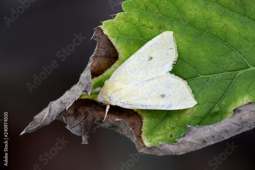 Sallow, Cirrhia icteritia photo