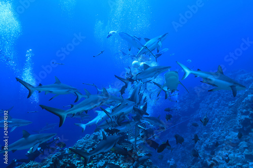 Shark feeding of Grey reef sharks