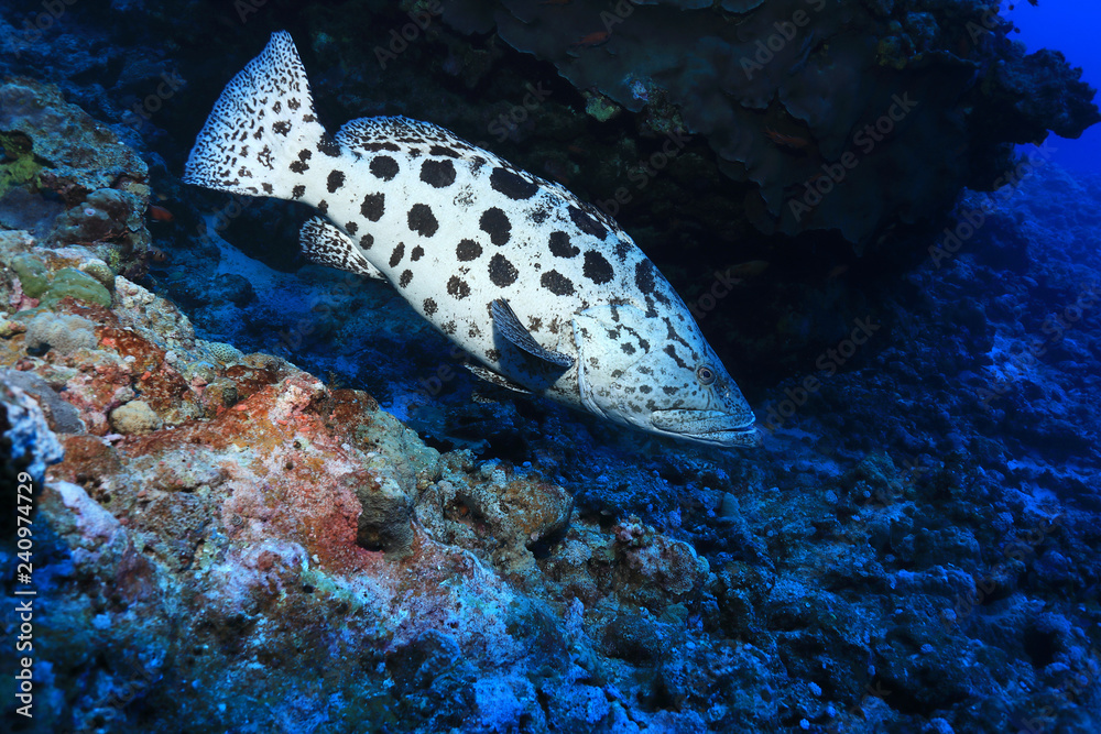 Fototapeta premium Potato grouper fish