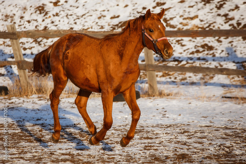 winter red horse running under snow on a sunny day