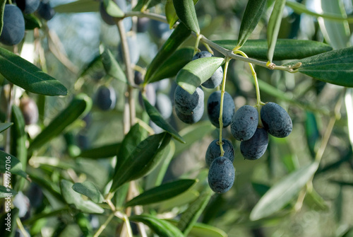 olives, branch, hand picking from plants during harvesting, green, black, beating, to obtain extra virgin oil, food, antioxidants, Taggiasca, sun, autumn, light, Riviera, Liguria, Italy