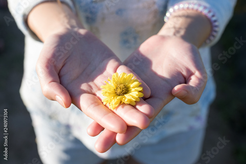 Woman holding chrysanthemum flowers