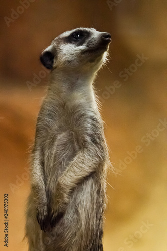 Canvas Print Watchful meerkat on a yellow-orange background.