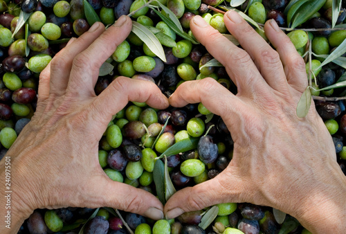 hand with olives create heart shape, picking from plants during harvesting, green, black, beating, to obtain extra virgin oil, food, antioxidants, Taggiasca, autumn, light, Riviera, Liguria, Italy