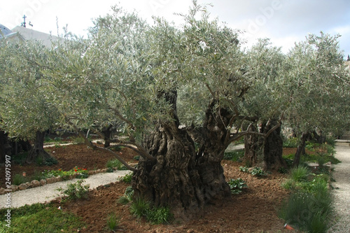 Foto Olive bark in the garden of Gethsemane