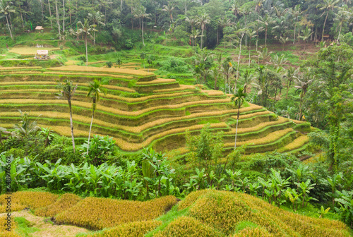 Oblique view of rice terraces with mature crop ready for harvesting in tegalalang