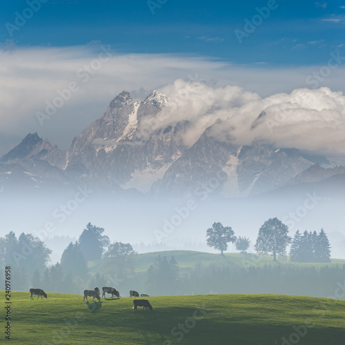 Landscape with cows on pasture and mountains