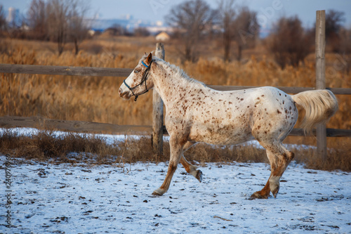 horse running in the winter in the snow