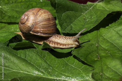 snail
