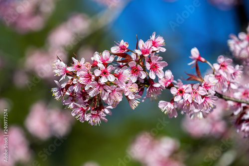 Cherry blossoms sakura full bloom in spring. © tawatchai1990